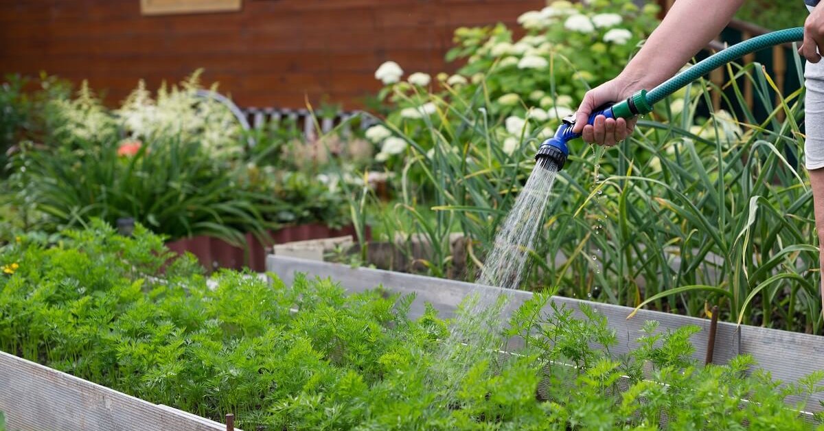 Как организовать капельный полив огорода и автоматический полив газона?